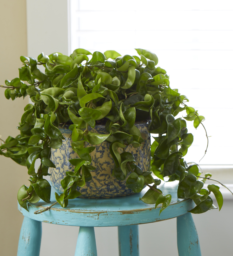 citron plant Buddha's Hand Citron Semi-Dwarf