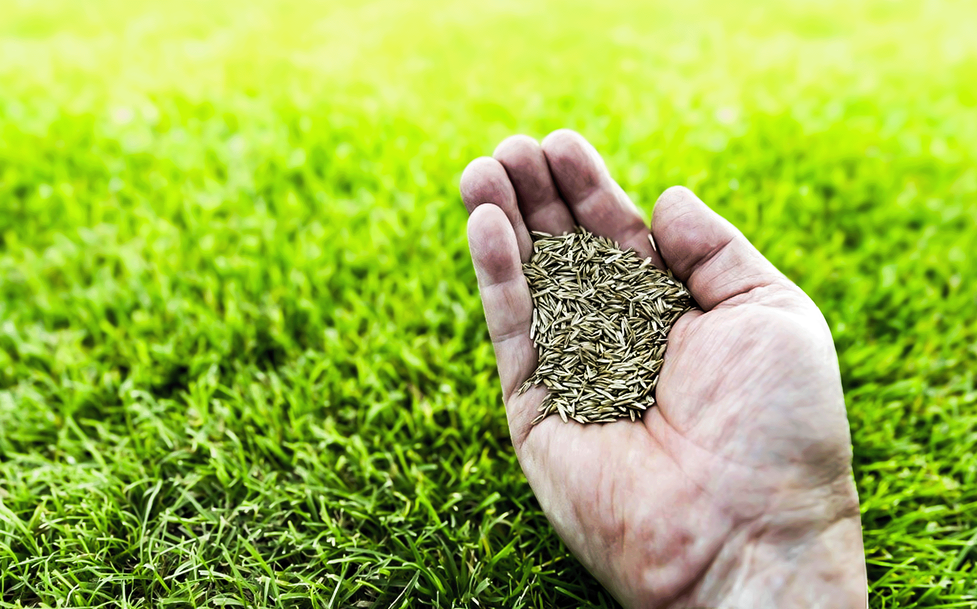 So What's So Magical About 50 Soil Temps? Time to Seed Your Lawn! -  Bloomers Home & Garden Center